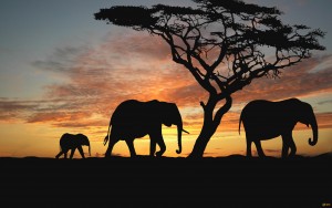 Слоны в африканской саванне