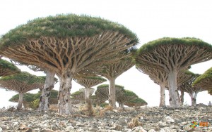 Неземная флора острова Сокотра