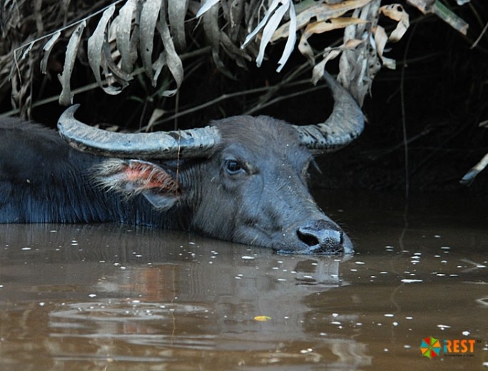 Водный буйвол является целью охотников на севере Австралии