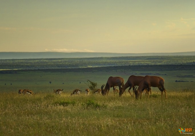 Национальный парк Масаи-Мара