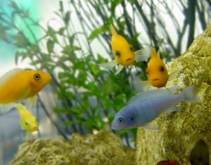 Как правильно содержать морской аквариум?